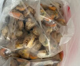 鲜项 大号冷冻带黄扇贝肉净重2斤约80-120颗烧烤火锅食材海鲜 实拍图