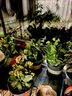 沭之美长寿花绿植花卉阳台盆栽四季开花绿植变色龙源头直发 实拍图