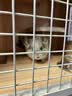 暮秋小主龙猫活物 龙猫活体幼崽宠物毛丝鼠亲人可爱家养网红活宠疫苗齐全 银斑弟弟【热度高】 实拍图