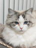普安特宠物狗狗猫咪宠物滴眼液猫鼻支结膜炎角膜炎分泌物多贝朗明埃素达 实拍图
