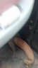 来福兔办公椅套电脑转椅椅套老板椅子套会议室座位垫弹力椅背扶手罩椅套 浅灰（仅椅套） 长43-48*宽43-48cm 实拍图