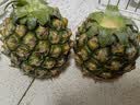 广东徐闻香水菠萝新鲜水果生鲜热带孕妇水果整箱包邮 【限时低价】1个装  净重650g起 实拍图