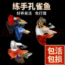 疯狂水草孔雀鱼活体水族宠物观赏鱼冷水耐活小型热带鱼淡水鱼苗 【3CM左右】精品孔雀鱼B 共8条 实拍图