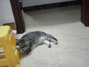 喔喔（WOWO）猫粮成猫 全价无谷冻干生骨肉全价猫粮 富含IgY黄金蛋白 美毛滋养 【性价比17.2元/斤】10.8kg 实拍图