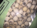 燕之坊莲子200g 湘潭产白莲子去芯去皮干货无硫药食同源百合莲子银耳羹 实拍图