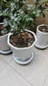 漫生活花盆托底盘移动花盆托盘花盆底座带轮底盘底座白外径280内径244mm 实拍图