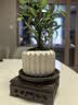 八芽小叶栀子花盆栽开花植物室内桌面茶几好养花卉绿植办公室净化空气 栀子花-陶瓷竖纹盆-紫砂托-方托 带盆栽好 实拍图