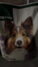 网易严选犬粮全价冻干三拼鸡肉狗粮幼犬成犬小型中大型犬10kg【宠物金选】 实拍图