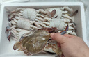 【冷冻】至鲜梭子蟹2.6斤/6-8只整只当季液氮冷冻3-5两/只吕四黄海海鲜螃蟹新鲜 实拍图