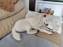 好主人金毛拉布拉多幼犬专用狗粮全价中大型犬专用粮2.5kg/5斤 实拍图