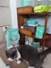 凯锐思英短猫粮专用蓝猫幼猫成猫深海鱼鱼肉猫食天然粮 【经典鱼肉|呵护心脏】英短4斤 实拍图