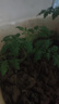 寿禾 各种蔬菜苗活苗带土发货大全菜苗夏秋秧苗山东寿光苗种子阳台 圆果甜心圣女果苗 6棵 实拍图