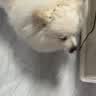 KOJIMA日本宠物牙膏狗狗猫咪牙刷猫咪刷牙洁牙宠物牙齿清洁用品奶香味 犬用牙膏（可食用） 实拍图