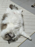 Orijen渴望猫粮 成猫幼猫粮 全价通用无谷原味鸡肉进口7.2kg效期27/2 实拍图