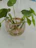 奥美优水培容器花盆植物自吸水绿植绿萝懒人透明免浇水储水盆透气防烂根 实拍图