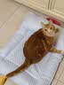乐优派夏季猫窝狗窝四季通用垫子空调窝宠物窝冰丝睡垫可拆洗冰豆豆窝-L 实拍图