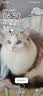 Orijen渴望猫粮 成猫幼猫粮 全价通用无谷原味鸡肉进口7.2kg效期27/2 实拍图
