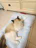 乐优派夏季猫窝狗窝四季通用垫子空调窝宠物窝冰丝睡垫可拆洗冰豆豆窝-L 实拍图