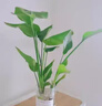 种花迷水培天堂鸟盆栽花卉植物室内客厅绿植面鹤望兰吸甲醛四季好养活 精品水培天堂鸟40-50厘米3棵【不含瓶】 实拍图