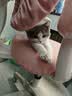 HELLOJOY猫笼子猫窝帐篷家用猫咪产房窝露营隔离生产房待产房猫产窝幼猫笼 实拍图