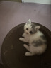 【京东物流】猫抓板磨爪猫窝一体耐磨不掉屑超大号猫玩具猫咪用品 圆形小号+猫薄荷 实拍图