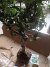 花翁海棠花盆栽树苗重瓣长寿冠盆景老桩庭院阳台绿植室内花卉源头直发 实拍图