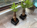 【带盆高度约15-25cm】发财树盆栽室内植物客厅办公室吸甲醛好养 单杆发财树+塑料四方舍得盆+小方底座 花盆直径约8cm 实拍图