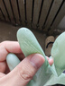 妙美家务手套乳胶均码【3双耐用型】家用防水厨房加厚耐磨洗衣服洗碗 实拍图