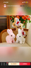 威尔通（WELTSTON）毛绒公仔跳舞布娃娃玩偶玩具儿童生日礼物礼品女生电动宠物小白兔 实拍图