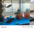 阔庭（KUOTING）鱼缸水族箱生态桌面鱼缸新款懒人鱼缸生态造景过滤制氧一体机蓝色 实拍图