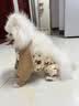 嬉皮狗狗狗防尘裤小型犬防脏防尿防水四脚衣服冬天腿套 M码 实拍图
