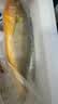 三都港 冷冻黄花鱼700g/2条装 宁德大黄鱼 深海鱼 生鲜 鱼类 海鲜水产 实拍图
