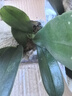 欧悟 蝴蝶兰花苗盆栽室内观花植物桌面阳台年宵花卉四季开花绿植花卉 紫蝶蝴蝶兰+透明原盆+原土 实拍图