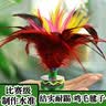 健田公鸡毛毽子大号成人儿童比赛专用彩色牛筋底毽球感统玩具开学季 实拍图