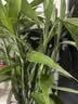 花行榜驱蚊竹柏水培驱蚊植物盆栽办公室桌面花卉水养办公室绿植源头直发 实拍图