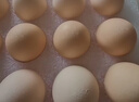 德青源PLUS联名款A+级鲜鸡蛋32枚2.74斤无抗生素 源头直发 1件包邮 实拍图