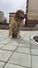 MIKI PAD狗狗牵引绳防爆冲狗胸背带遛狗绳中大型犬边牧萨摩耶背心式狗链子 柠檬黄【轻盈透气】+1.5m牵引绳 XL 脖围56-74cm 建议45-90斤 实拍图