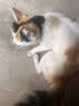 万颐（WEET）猫粮冻干七拼泌尿管理成猫幼猫蓝猫英短布偶通用型猫干粮2.5kg 实拍图