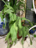 御卉阁 绿植盆栽花卉昙花苗  琼花苗 俗称月下美人 香味浓郁室内外盆栽 2年苗 实拍图
