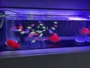 LED全光鱼缸灯同款水族箱鱼缸照明灯架水草灯增艳发色灯神灯节能 21瓦三档变光78cm（适合80-90cm鱼缸） 六排灯珠 实拍图