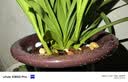 劉閣蘭花超香建兰四季兰当年开花壮苗满屋飘香室内四季常青花卉盆栽草 5苗连体【夜来香】 实拍图