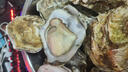 贝司令鲜活乳山生态生蚝2XL 净重9斤 32-38只 生鲜源头直发露营聚会 实拍图