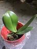 年宵花春节蝴蝶兰盆栽绿植花卉年货装饰过年四季开花大苗好养易活 紫美人---【包开花】送营养液2包 带2支花剑 实拍图