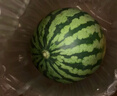 京鲜生 麒麟无籽西瓜 1粒装 净重7-9斤 生鲜水果 实拍图