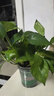 京东绿植绿萝盆栽除甲醛花卉绿植办公室新房净化空气 120款10盆源头直发 实拍图