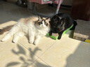 美士猫粮全护营养系列全价成猫猫粮三文鱼配方5kg 实拍图