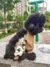嬉皮狗狗狗防尘裤小型犬防脏防尿防水四脚衣服冬天腿套 S码 实拍图
