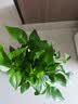 双盟绿萝盆栽除甲醛花卉绿植办公室新房净化空气180加仑4盆装源头直发 实拍图