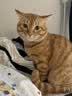 诚实一口猫粮P40高鲜肉全价猫粮成猫幼猫长肉养胃鸡鱼味【尝鲜40g共4包】 实拍图