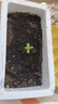 史丹利花土营养土6L 养花通用型多肉兰花专用种菜种花家用泥炭土壤种植 实拍图